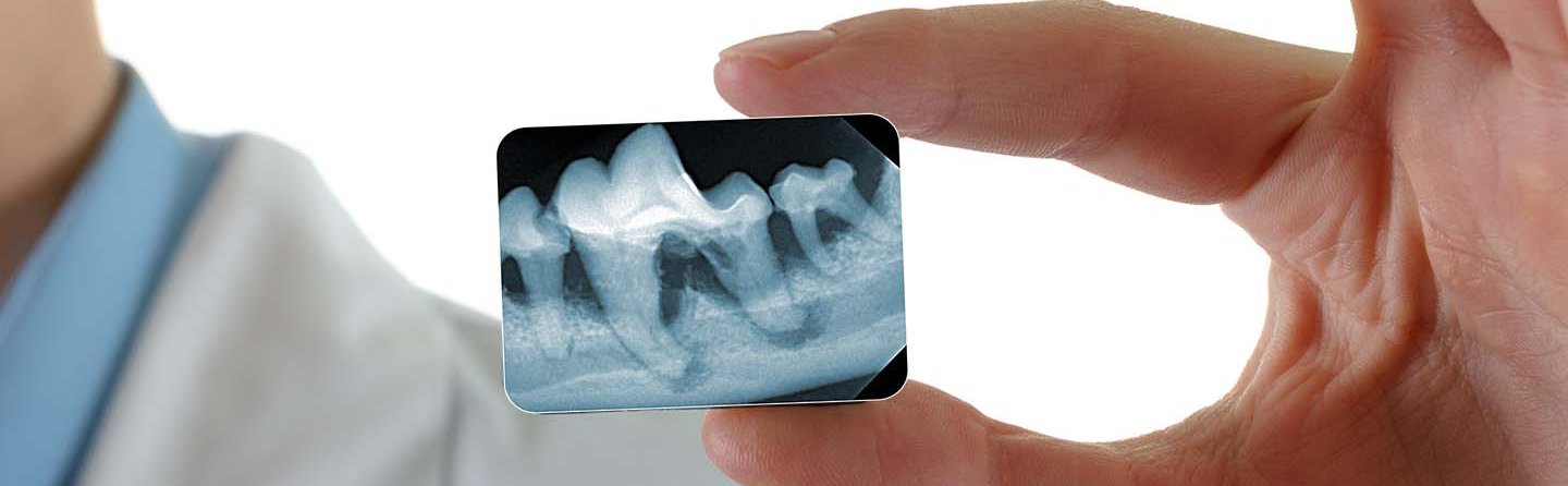 Dental X-ray veterinary medicine with EXAMION